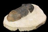 Bargain, Paralejurus Trilobite Fossil - Foum Zguid, Morocco #119837-2